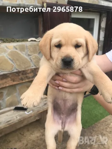 Чистокръвни лабрадори , снимка 13 - Лабрадор ретривър - 49943595