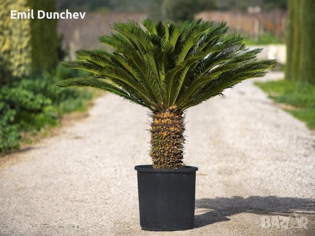 Кралски цикас, Cycas revoluta, снимка 2 - Градински цветя и растения - 52906918