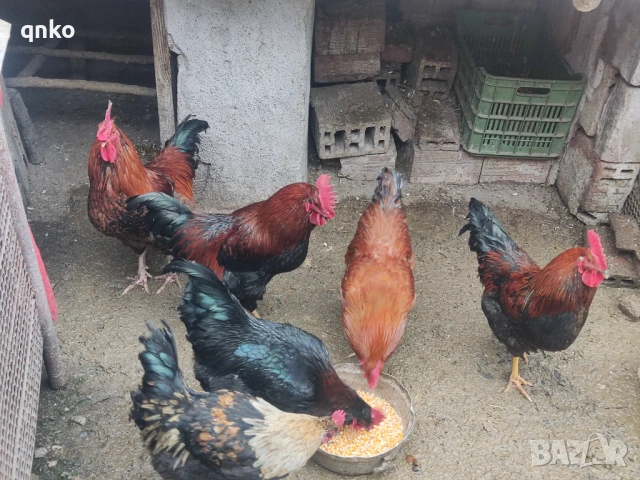 Продавам петли, снимка 5 - Кокошки и пуйки - 53077225