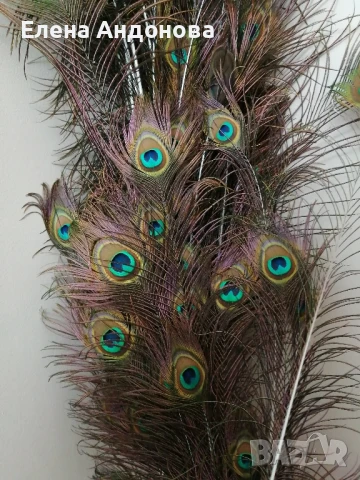 Естествени паунови пера , снимка 2 - Декорация за дома - 51423931