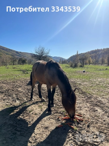 Коне на по две години и половина, снимка 3 - Коне - 52341559