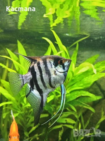 Скалария, скаларии, декоративни рибки, снимка 4 - Рибки - 52512071