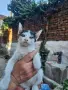 Подарвам котенца, снимка 4