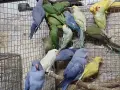 продвам малки алксандри, снимка 4