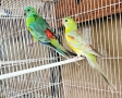 Продавам 3 двойки Пойни папагали , снимка 13