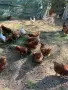 Спешно Кокошки носачки , снимка 2
