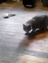 Британски котен, снимка 3