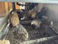 пъдпъдъци с клетка, снимка 2