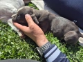 Малки бебета питбули , снимка 9