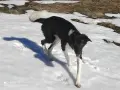 🐾 НАЙДЕН ТЪРСИ СВОЯ ЧОВЕК! , снимка 1