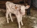 различна възраст телета, снимка 8