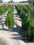 Източна туя , вечнозелена, снимка 3