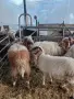 Продавам овце, мъжки шилета, кочове, снимка 4