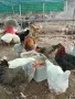продавам кокошки и петли, снимка 2