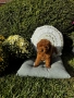Мини пудел момче и момичета с генетични изследвания / Mini Poodles, снимка 1