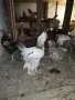 Продавам  Петли , снимка 2