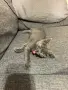 Коте търси дом - София - спешно , снимка 4