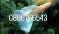 Рибки Гупи Синя Московска и Albino Blue Topaz, снимка 2