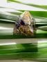 Мини оргонитна пирамида ЛАПИС ЛАЗУЛИ - Чакра на третото око, снимка 1 - Други - 44716193