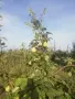 Продавам български дюли            , снимка 6