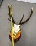 Трофей от елен, лов и риболов, снимка 2
