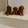 Мини Пуделчета*, снимка 5