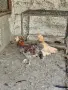 Свободни кокошки , снимка 5
