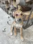 Малки кученца Белгийска овчарка малиноа , снимка 3