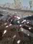 Пауни опал,чернокрили и зелени, снимка 10