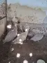 Пауни опал паунчета, снимка 4