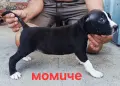 Pitbul-Питбул-Pitbul, снимка 12