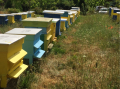 Пчелни семейства, снимка 1 - За пчели - 44763170