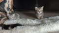 Домашни Котенца + Доставка 50 евро, снимка 13