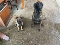 Продавам Белгийски овчарки, снимка 1