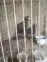 Продавам гълъби, снимка 17