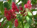 Огнен храст Firespike -Odontonema, снимка 1