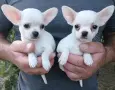 Кученца чихуахуа, снимка 1