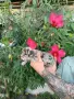 Три женски и две мъжки с първа ваксина след няколко дни предстой втора ваксина , снимка 3