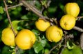 Планински лимон фиданки Chaenomeles, снимка 1 - Градински цветя и растения - 30059082