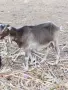продавам коза с женско яре, снимка 3