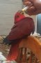 Продавам Еклектус- говорящ папагал, снимка 5