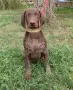 Kurchaar jenska, снимка 1
