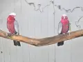 Днойка розово какаду, снимка 2