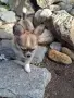 момиченце чихуа , снимка 2