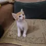 Малки котенца търсят своя дом, снимка 5