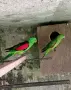 Различни видове папагали на топ цени!, снимка 15