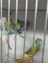Вълнисти папагали и Корели , снимка 3