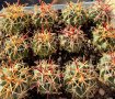 Кактуси FEROCACTUS LATISPINUS, снимка 1 - Градински цветя и растения - 44320408