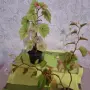 Комплекти Цветя, снимка 4
