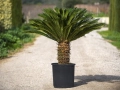 Кралски цикас, Cycas revoluta, снимка 2